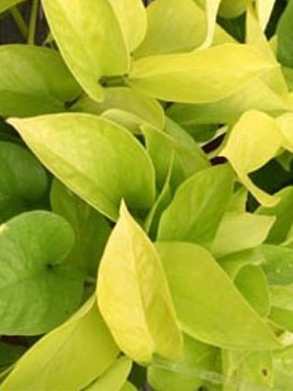 EPIPREMNUM Aureum Goldilocks
